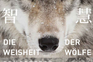 《狼的智慧》epub+mobi+pdf百度网盘下载